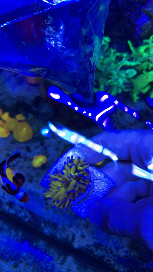 Live Coral T2 - Torch Ultra Gold