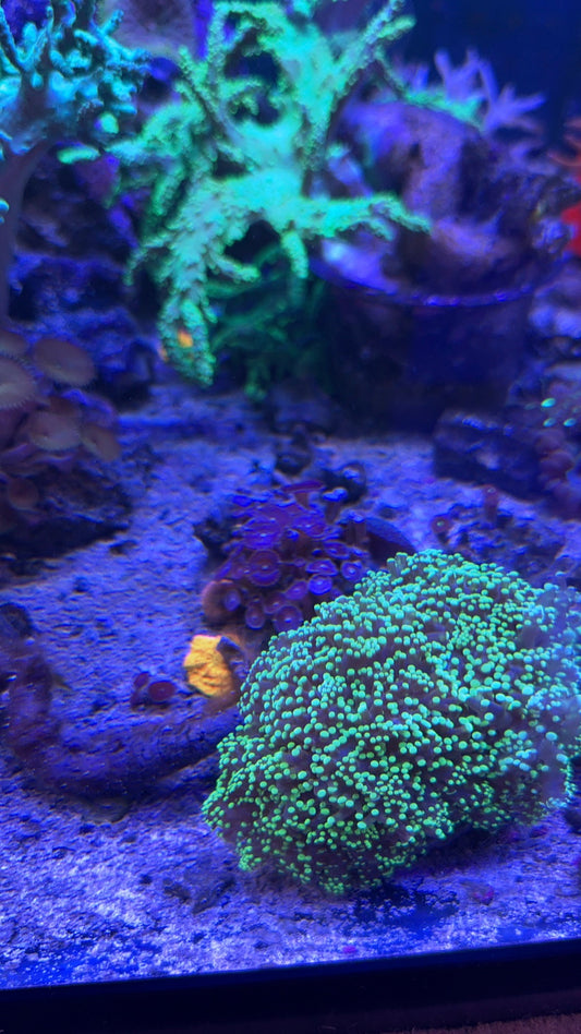 Live Coral T3 - Frogspawn 4"
