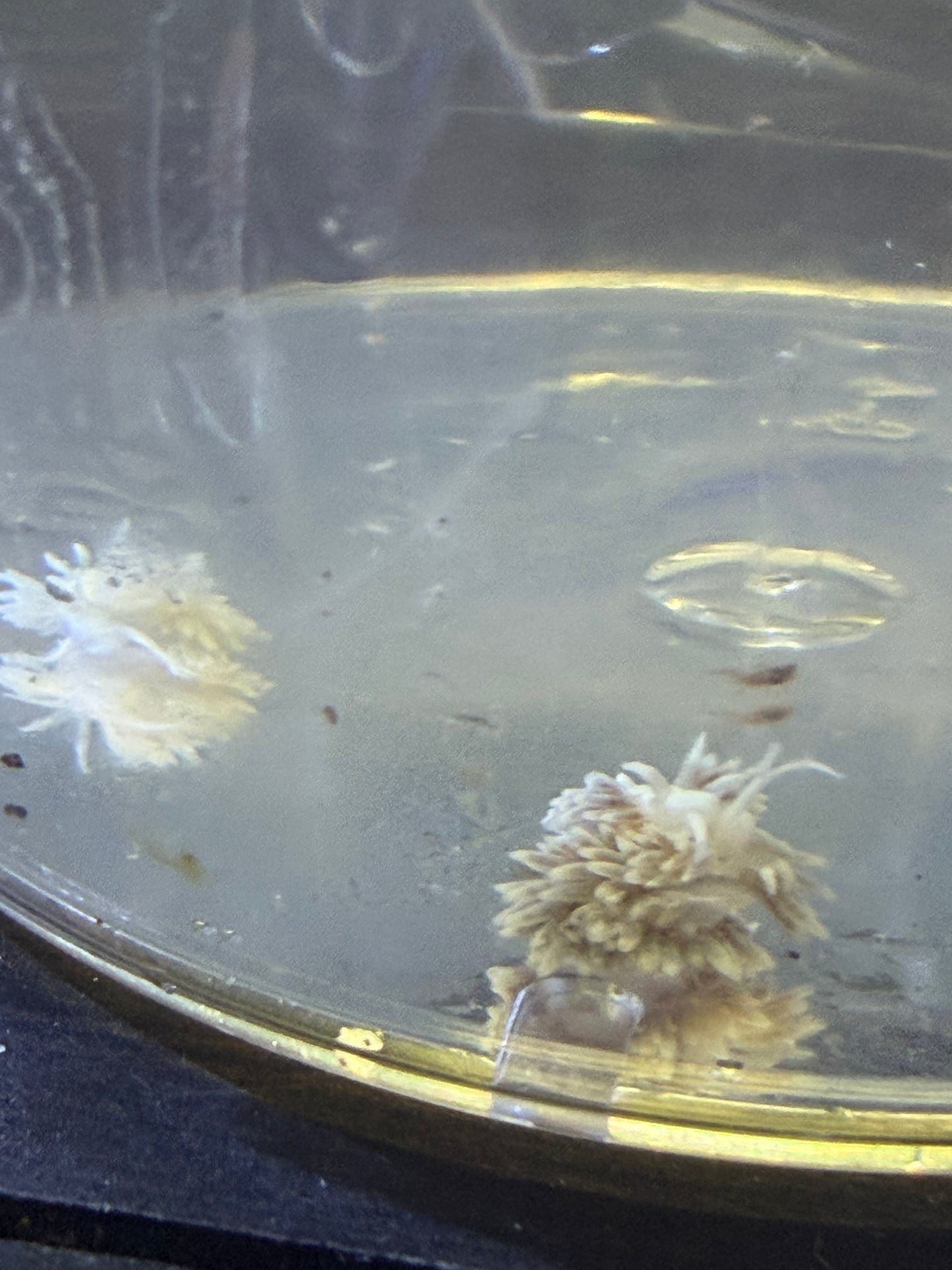 Nudibranch - Berghia