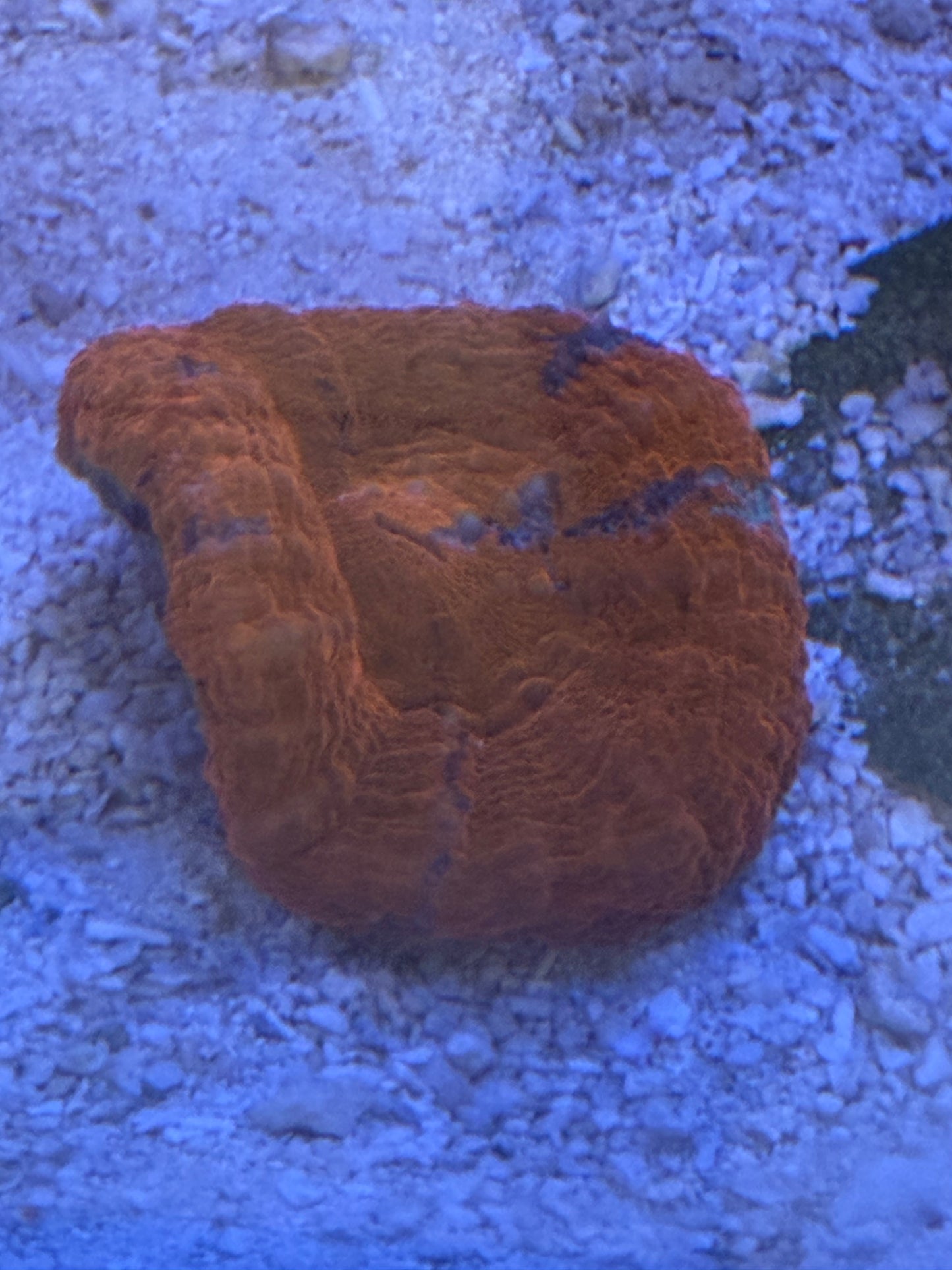 Live Coral A1 Aussie Ultra Scolymia L