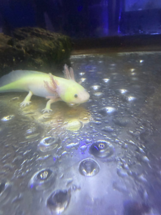 Axolotl - GFP