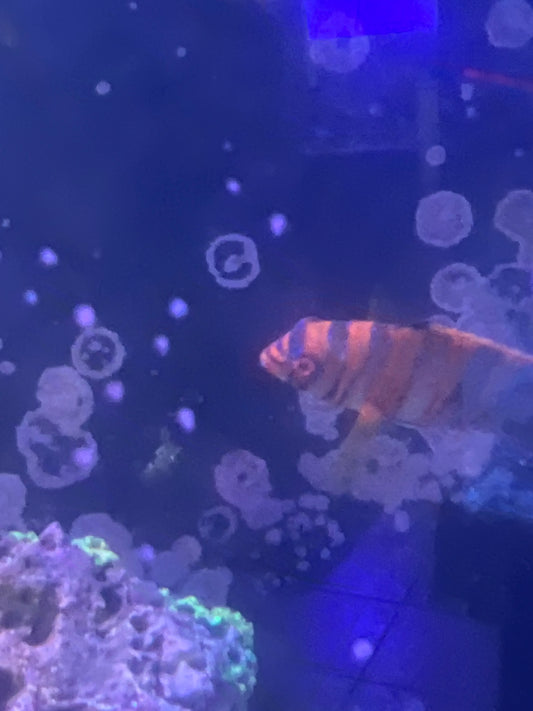 Harlequin Tusk