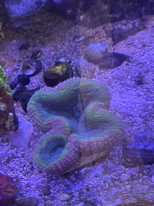 Live Coral F6 - Lobophyllia Brain Coral