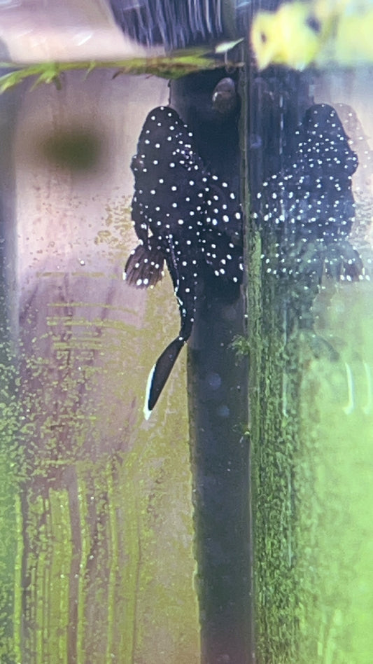 Plecostomus - Starlight L181 Reg