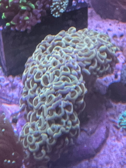 Live Coral H2 - Hammer Wall Indo Rainbow