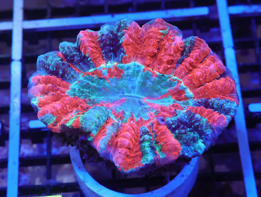 Live Coral Q8 - Acanthophyllia Indo Scarlet Ocean
