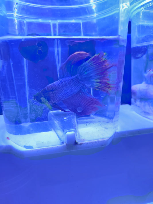 Betta - D2 Male
