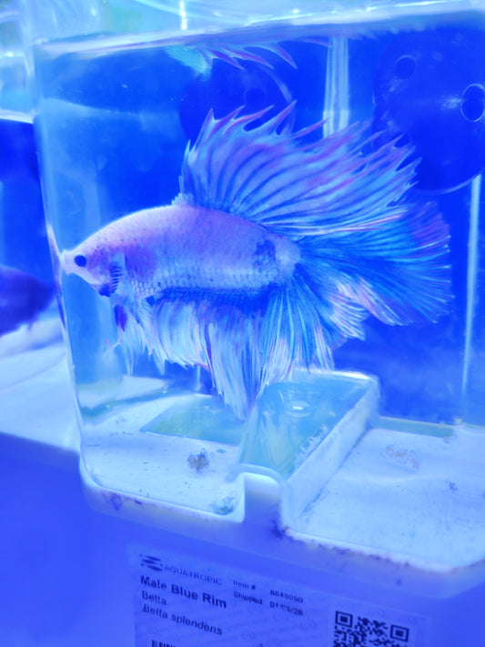 Betta - D3 Male